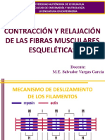 Contracción de Las Fibras Musculares Esqueléticas