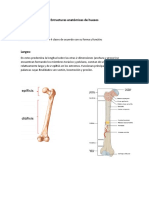 Estructuras Anatómicas de Huesos