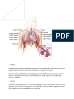 Los Pulmones