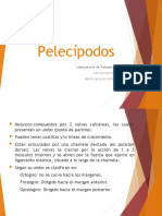 Pelecípodos