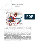 Sistem Saraf Hewan Kelas C