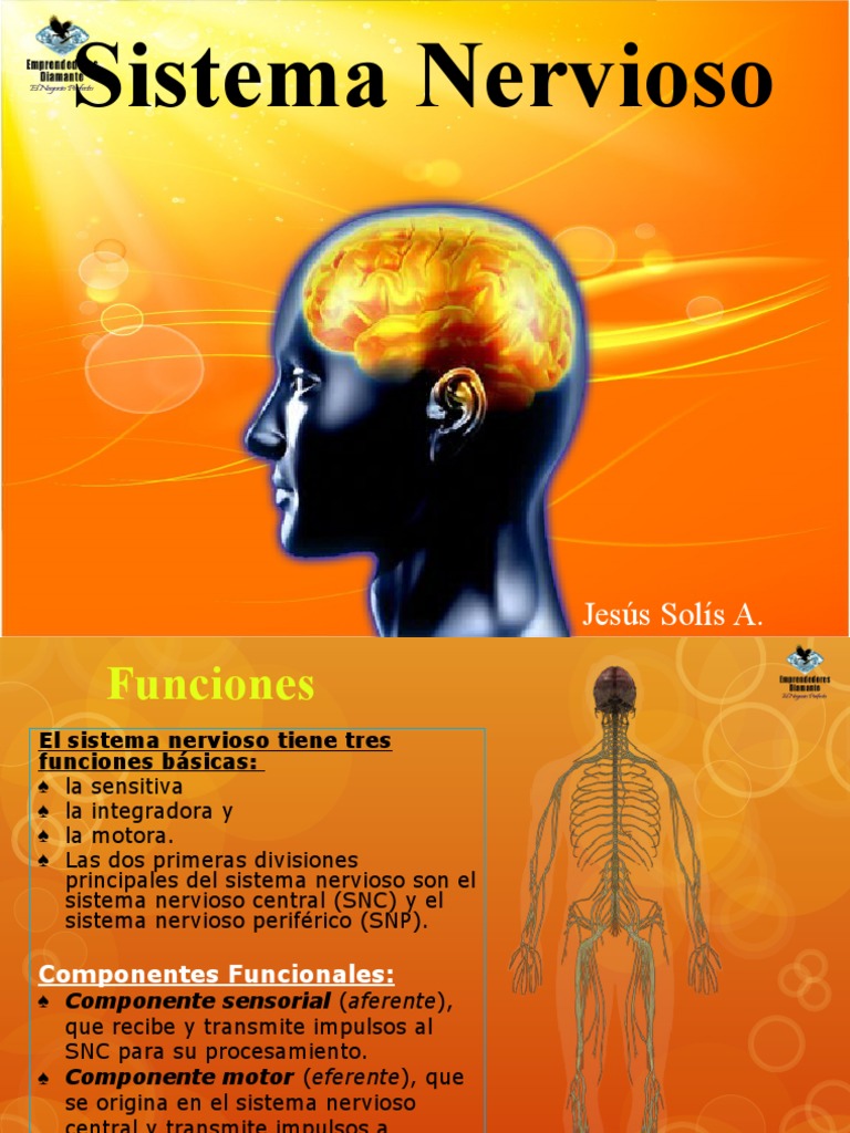 4 Sistema Nervioso | PDF | Sistema nervioso central | Nervio