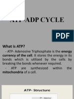 ATP-ADP Cycle: Cellular Energy Storage and Release
