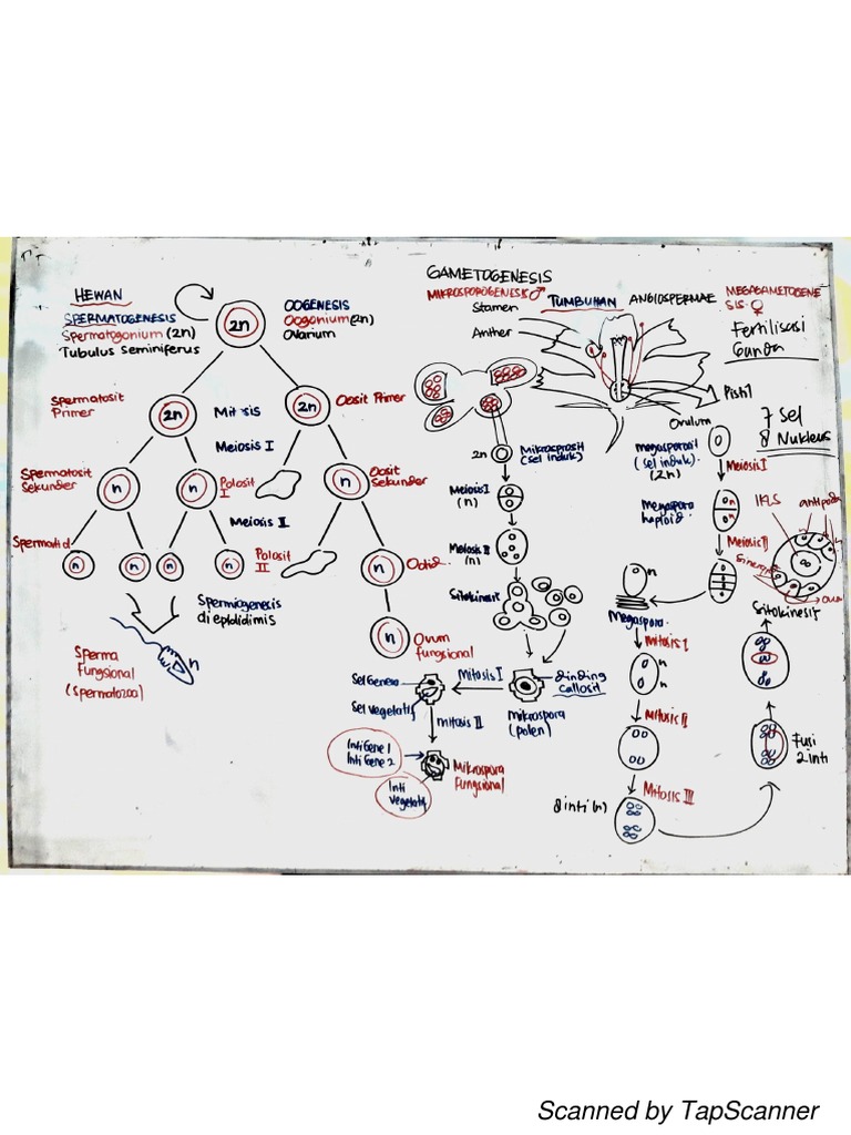 Gametogenesis Biology Diagrams