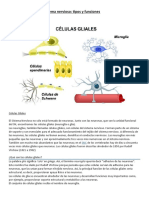 Las Células Gliales Del Sistema Nervioso