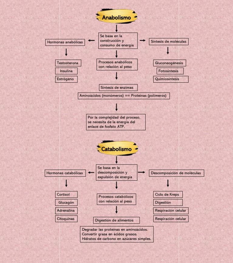 Anabolismo y Catabolismo Mapa Conceptual | PDF