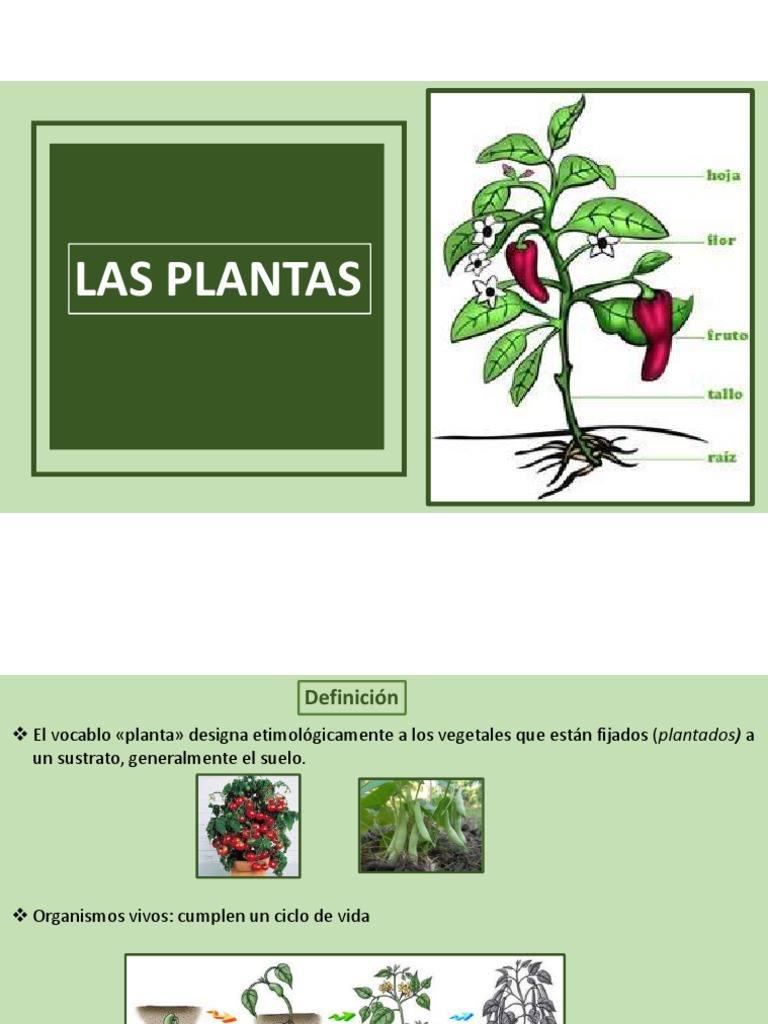 Partes y funciones de las plantas | PDF | Plantas | Tallo de la planta