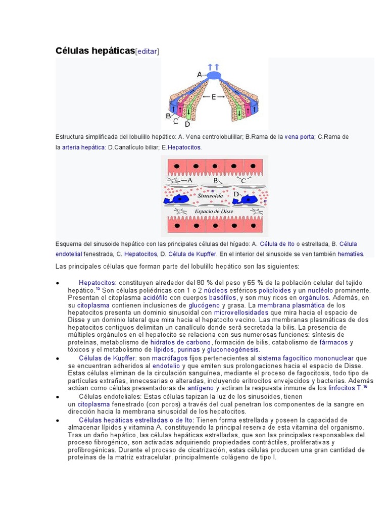 Células de Kupffer, image size:768x1024