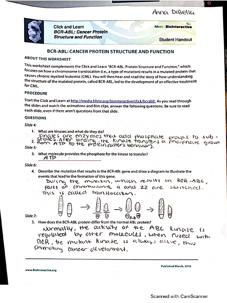 BCR - Abl Worksheet - Anna Dibella | PDF