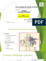 Sistema cardiovascular: anatomía, fisiología y regulación