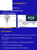 Sarcomastigophora: A Phylum of PROTOZOA Subphyla: SARCODINA and Have Flagella or Pseudopodia