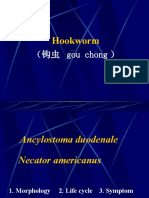 Hookworm: （钩虫 gou chong ）