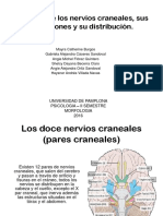 Núcleos de Los Nervios Craneales Sus Conexiones