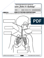 El Sitema Respiratorio PDF