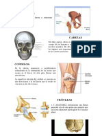 Anatomia - Terminos