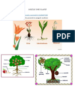 P D- Partile componente ale unei plante