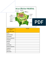Célula Vegetal - Act - Función - Biología 1 - 2020B