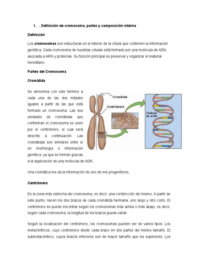 Cromosomas: qué son, características y funcionamiento, image size:768x1024