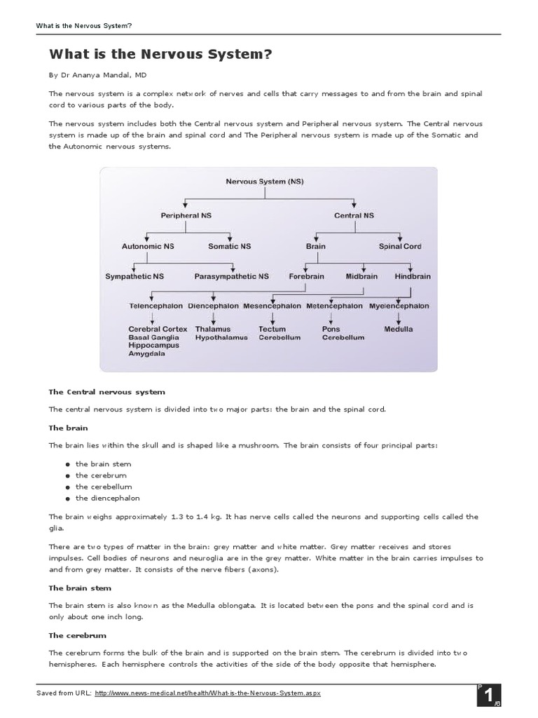 What Is The Nervous System? | PDF | Nervous System | Neuron