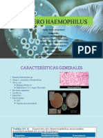 Genero Haemophilus