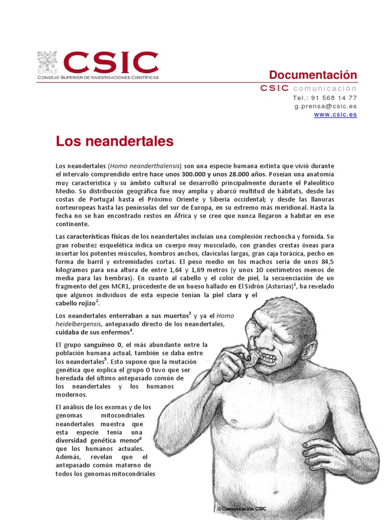 Características de los Neandertales | PDF | neanderthal | Homo Sapiens
