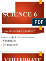 How Animals Are Classified Into Vertebrates and Invertebrates