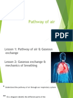 The pathway of air through the respiratory system
