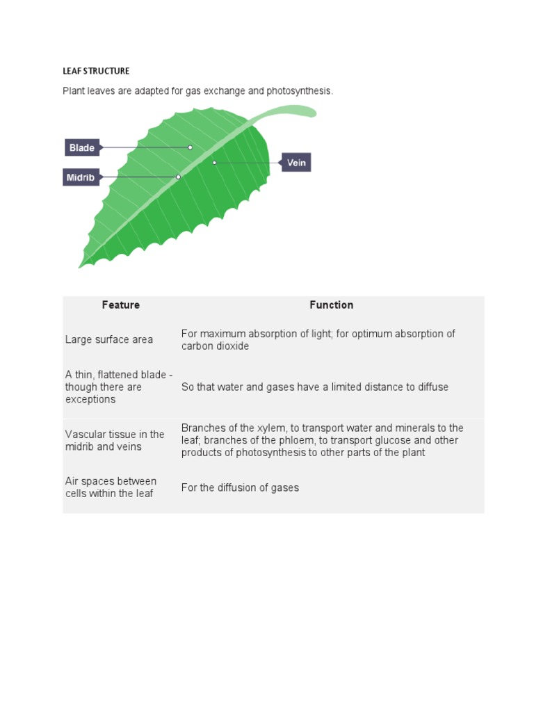 Leaf Structure and Function Explained | PDF | Leaf | Tissue (Biology)