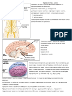 S 6 2 4 и 6 2 5 за ученици Нервен систем- мозок и Нервен систем