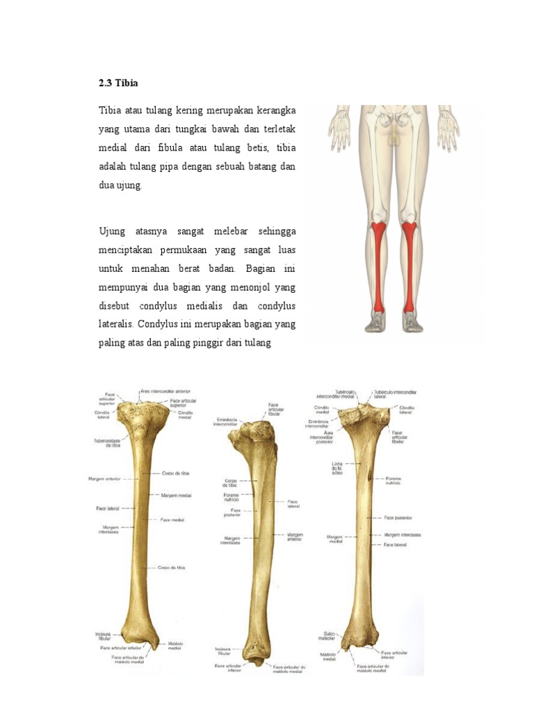 Anatomi Tibia Fibula | PDF