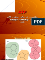 ATP Is Often Referred To As The of The Cell