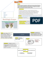 Hongos y Levadura (Organizador Grafico)