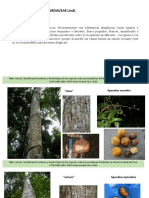 Familias A PDF
