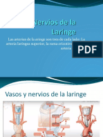 Vasos y nervios de la laringe: Arterias y nervios principales