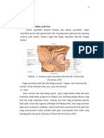 Sistem Reproduksi Pada Pria