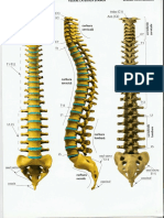 coloana vertebrala - Copy