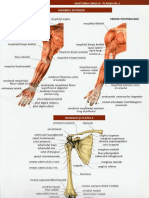 muschii si oasele membrelor superioare.pdf