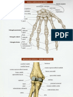 membrele si articulatia