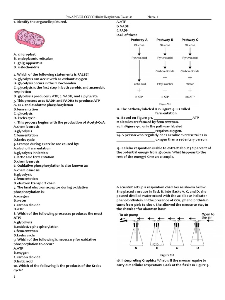 Pre-AP Biology Respiration Quiz | PDF | Cellular Respiration | Glycolysis