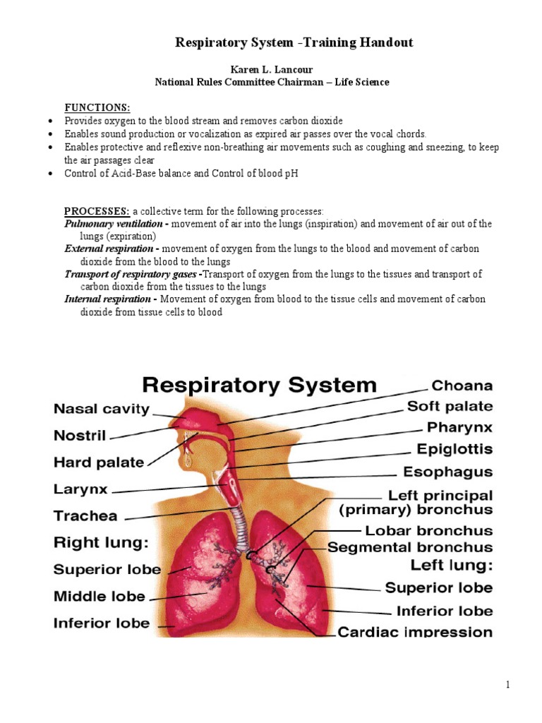 Overview of the Respiratory System | PDF | Lung | Respiratory Tract