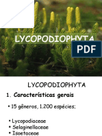 6 - Lycopodiophyta-Licofitas