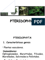 7 - Pteridofitas