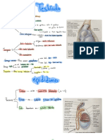 Genitales Masculinos y Femeninos PDF