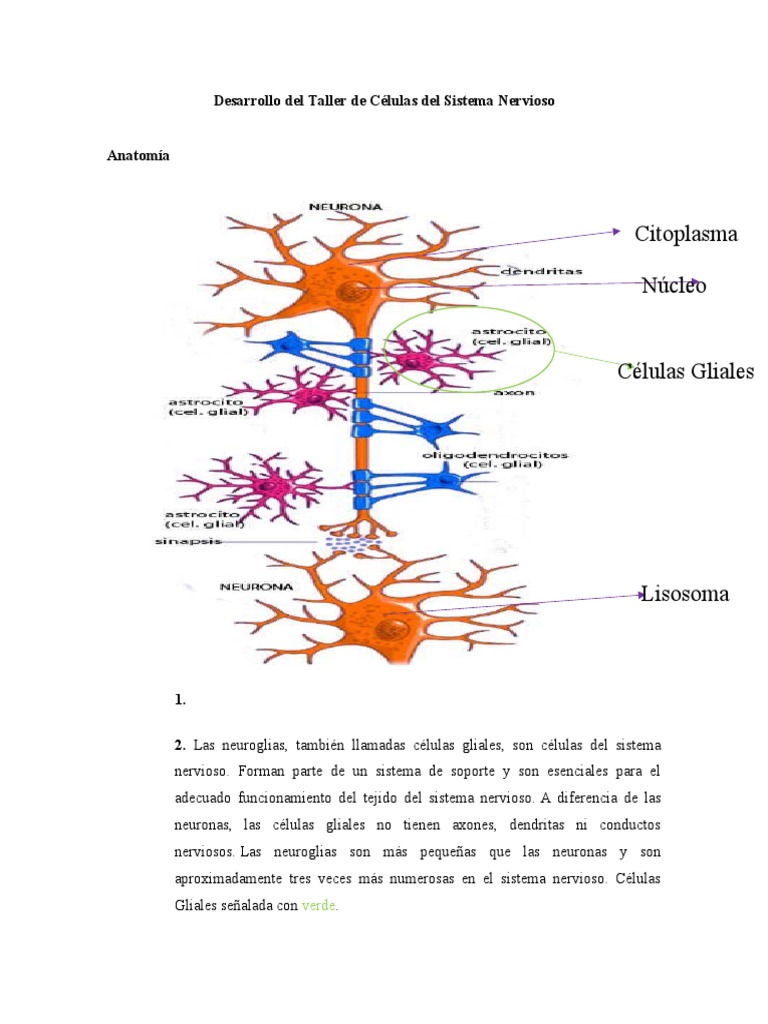 Células del Sistema Nervioso: Anatomía y Función | PDF | Sinapsis | Neurona