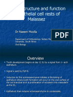 Origin, Structure and Function of Epithelial Cell Rests of Malassez