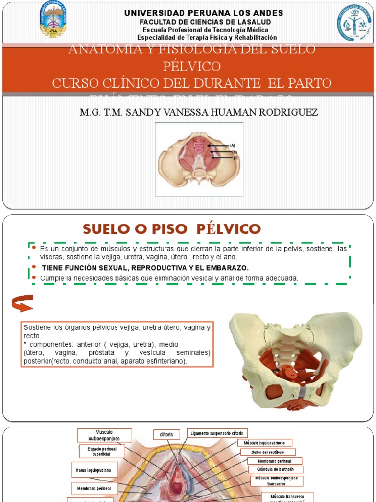 Anatomía y Fisiología Del Suelo Pélvico 1 | PDF | Pelvis | Parto