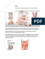 Vasos y Nervios de La Laringe y Anat Funcional