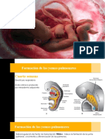 Embriologia Del Sistema Respiratorio