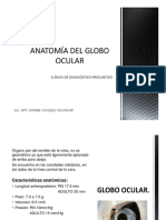 Anatomia Del Ojo PDF