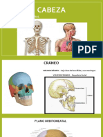 Anatomía del cráneo